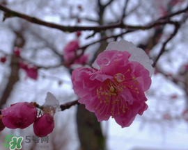 春天下雪意味著什么？春天為什么會(huì)下雪？