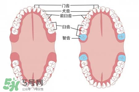 智齒能用舌頭舔嗎？喜歡舔智齒怎么辦？