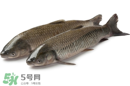 孕婦可以吃草魚嗎？懷孕了能吃草魚嗎？