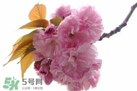 櫻花的花語(yǔ)是什么？櫻花代表什么意思？