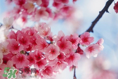 櫻花的花語(yǔ)是什么？櫻花代表什么意思？