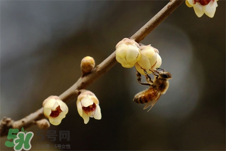 驚蟄吃什么食物好？驚蟄吃什么傳統(tǒng)食物？