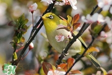 禽流感期間能接觸鳥糞嗎？碰到鳥糞會得禽流感嗎？