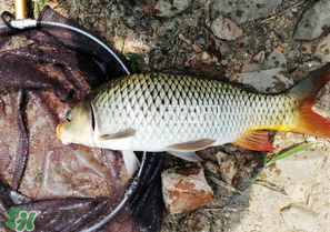 驚蟄前后可以夜釣鯉魚嗎？驚蟄前后釣魚技巧