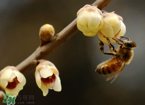 驚蟄過后一周會下雨嗎？驚蟄下雨好嗎？