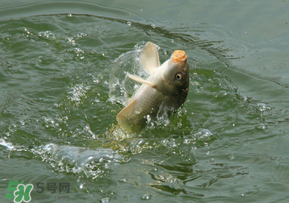 驚蟄過后好釣魚嗎？驚蟄后陰雨天好釣魚嗎？