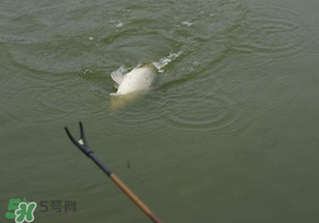 驚蟄過后好釣魚嗎？驚蟄后陰雨天好釣魚嗎？