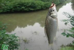 春分節(jié)氣好釣魚嗎？春分釣魚技巧