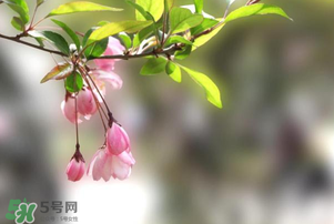 春分開(kāi)什么花？春分什么花開(kāi)？