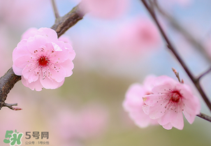 春分開(kāi)什么花？春分什么花開(kāi)？