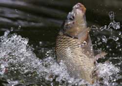 驚蟄過后好釣魚嗎？驚蟄后陰雨天好釣魚嗎？