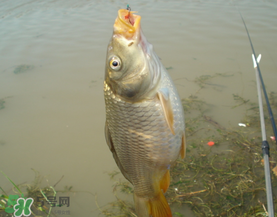 三月份釣鯉魚好釣嗎？3月份釣鯉魚用什么好？