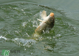 三月份釣鯉魚好釣嗎？3月份釣鯉魚用什么好？