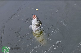 三月份釣鯉魚好釣嗎？3月份釣鯉魚用什么好？