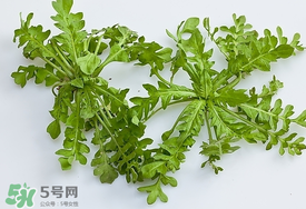 薺菜有蟲子嗎？薺菜根有蟲子嗎？