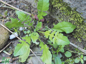 薺菜是什么菜？薺菜是什么野菜？