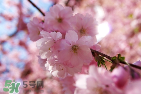 桃花可以釀酒嗎？桃花能泡酒喝嗎？