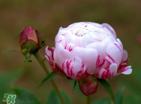 春天能種芍藥嗎？芍藥幾月種植？