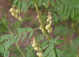 春天能吃黃芪嗎？春天吃黃芪好嗎？