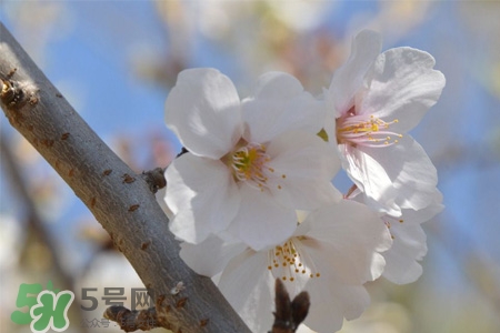 植樹節(jié)可以種什么花？植樹節(jié)種什么花好？