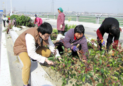 植樹節(jié)可以種什么植物？植樹節(jié)種什么植物好？