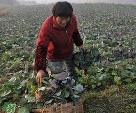 春天能種油菜嗎？油菜春天什么時(shí)候種植？