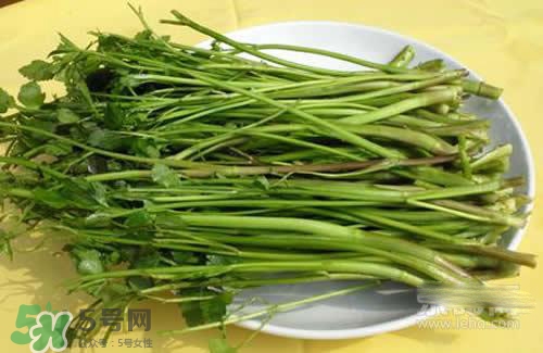 吃野芹菜會(huì)中毒嗎？吃野芹菜中毒了怎么辦？