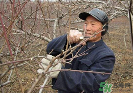 春天桃樹能剪枝嗎？桃樹春季什么時(shí)間剪枝？