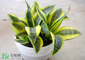 春天種什么植物？春天適合種什么植物？