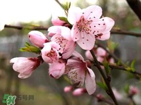 四月份還有桃花嗎？桃花幾月份開？