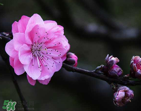 四月份還有桃花嗎？桃花幾月份開？