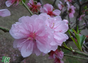 四月份還有桃花嗎？桃花幾月份開？