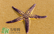 海星怎么吃？海星能吃嗎？