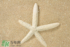 海星怎么吃？海星能吃嗎？