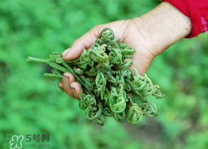 糖尿病能吃蕨菜嗎？糖尿病可以吃蕨菜嗎？