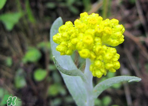 清明菜開花了能不能吃？清明菜怎么吃？