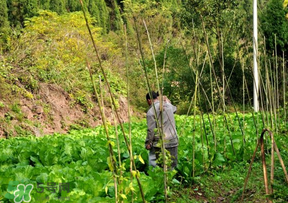 清明節(jié)種什么菜？清明節(jié)前后種什么菜？