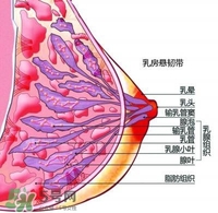 胸小會不會沒奶水 胸大小和奶水少有關(guān)系嗎