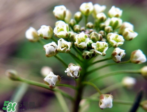 薺菜什么時候開花？薺菜花什么時候采？