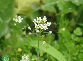 薺菜花可以泡茶嗎？薺菜花泡茶喝有什么功效？