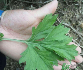 蒿子是艾葉嗎？蒿子和艾葉的區(qū)別