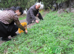 蒿子怎么保存？蒿子能放速凍保存嗎？