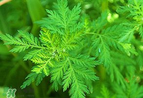 青蒿是什么植物？青蒿是種子植物還是裸子植物？