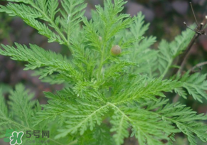 青蒿是什么植物？青蒿是種子植物還是裸子植物？