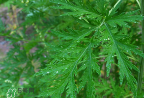 青蒿是什么植物？青蒿是種子植物還是裸子植物？