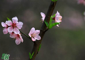 清明節(jié)還有桃花嗎？清明節(jié)去哪里看桃花？