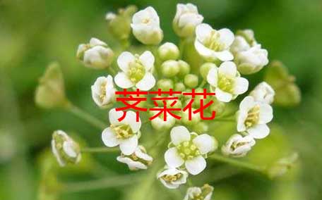 西藍(lán)花里有蟲(chóng)子嗎 教你如何清洗西藍(lán)花