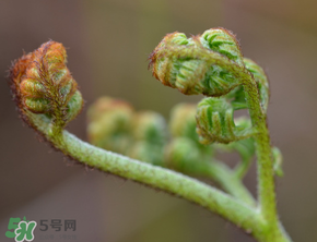 吃蕨菜會過敏嗎？皮膚過敏能吃蕨菜嗎？