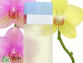 dolce gabanna香水哪款好聞？DG杜嘉班納香水推薦