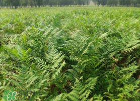 蕨菜可以種植嗎？蕨菜怎么種植？